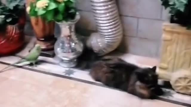 Funny cat best video