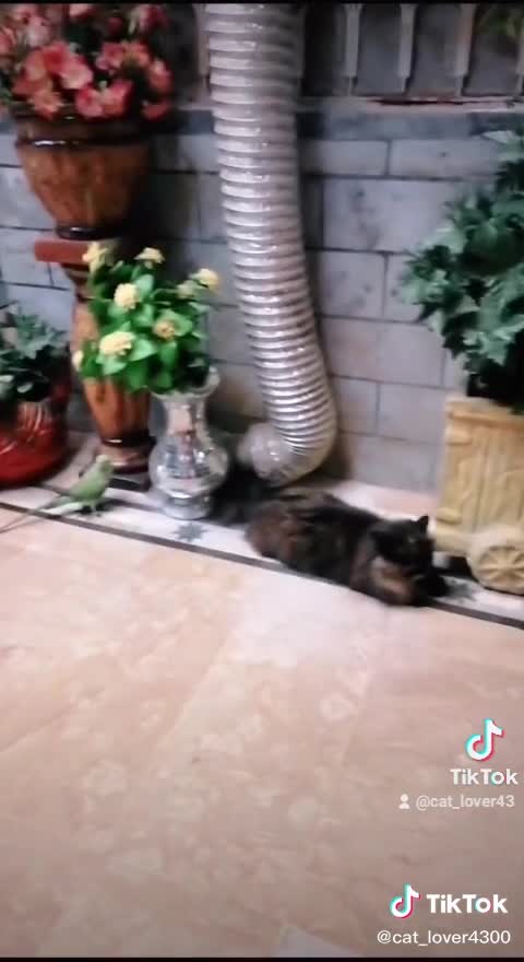 Funny cat best video
