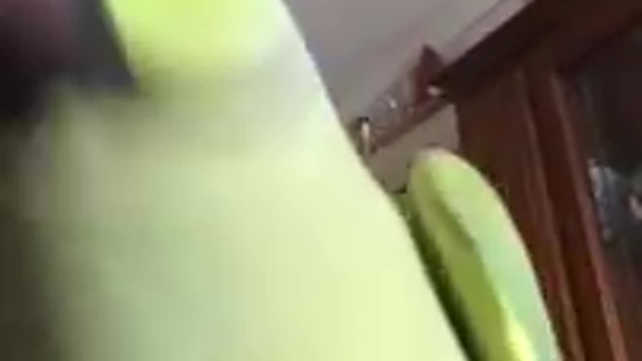 Talking parrots