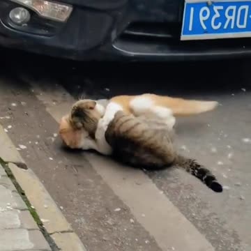 Cat fight, angry cat, funny cat videos