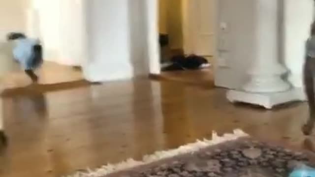 Best Funny animals Compilation /Try Not To Laugh Watching Funny and Cute Animal