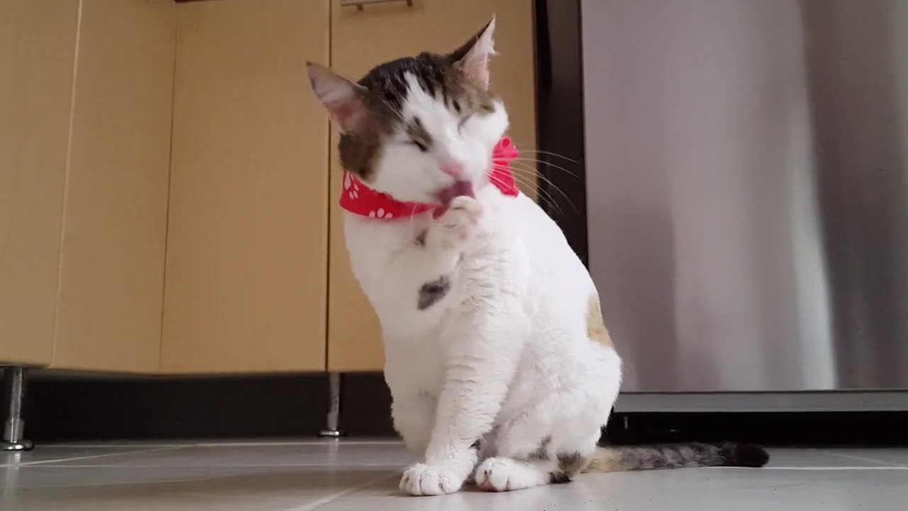 Cute Cat Grooming Himself: Watch Him Lick His Paws Clean