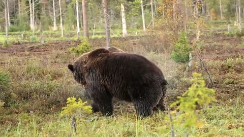 Fighting brown bears