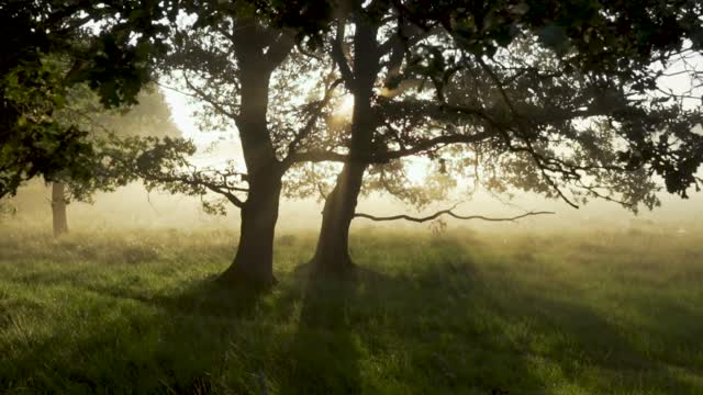 Sun view between2 trees