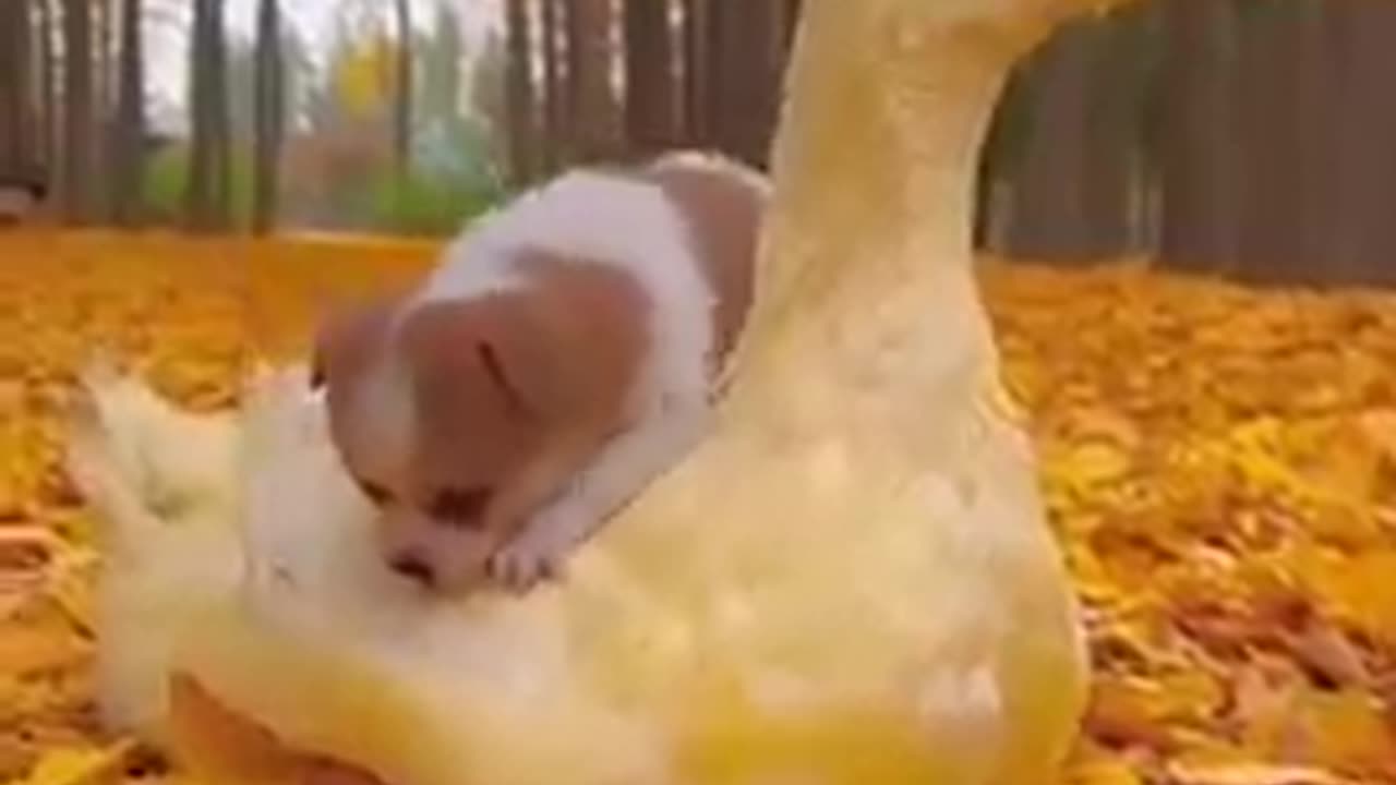 Cute Puppy and ducks