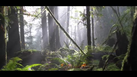 Nature video 4k video forest video 4k