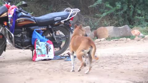 Dog trening video