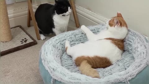 Cat Fights Another Cat To Reclaim Bed