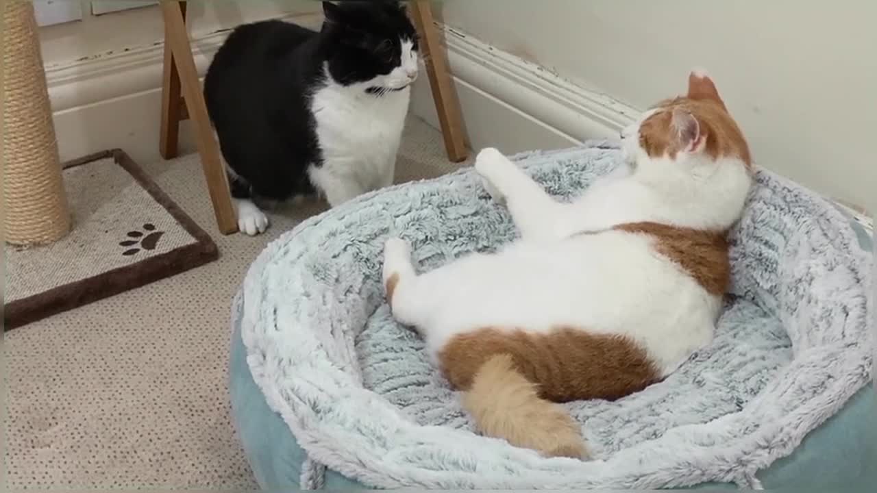 Cat Fights Another Cat To Reclaim Bed
