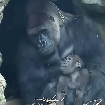 Funny Monkeys make me Happy