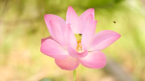 big pink flower open with fly on it