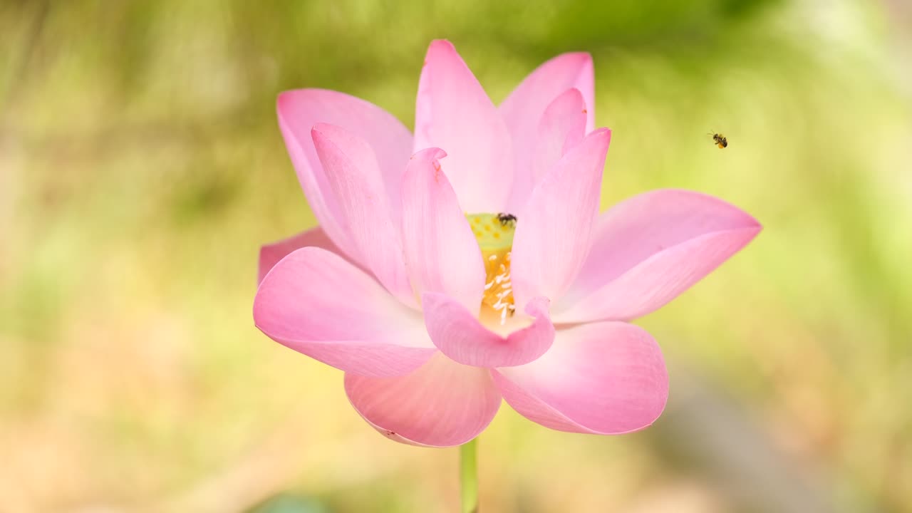 big pink flower open with fly on it