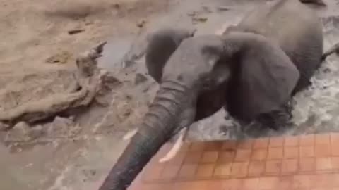 Mamma Elephant protecting it's baby