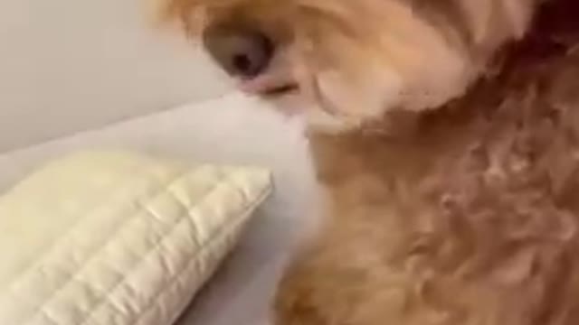 Funny dog video🤣🤣🤣#shorts