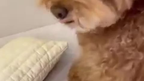 Funny dog video🤣🤣🤣#shorts