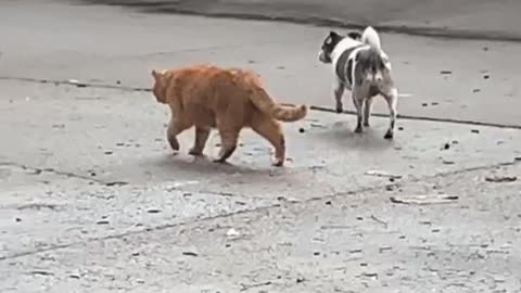 Dog Gets Frisky with a Kitty