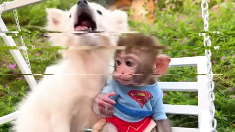 MONKEY