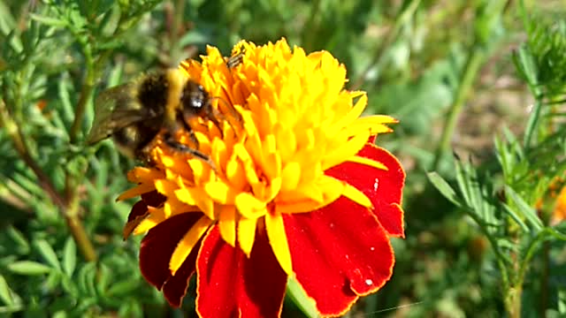 A bee is pollinating a flower in close-up. A bee collects pollen.