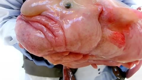 Did you know blob fish is not ugly #science