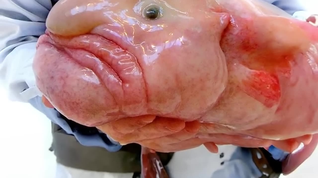 Did you know blob fish is not ugly #science