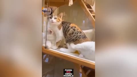 Funny And Cute Pets | TikTok ANIMALS | 😻 Best Of The 2021 Funny Animal Videos