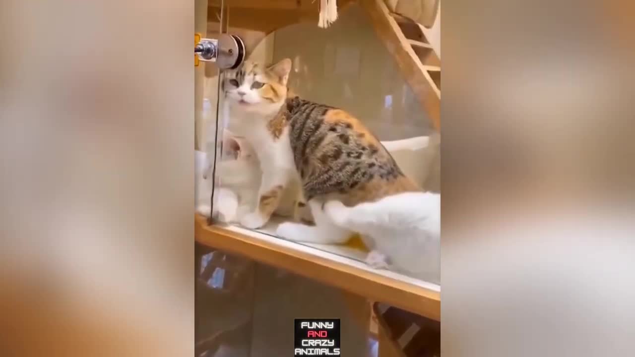 Funny And Cute Pets | TikTok ANIMALS | 😻 Best Of The 2021 Funny Animal Videos