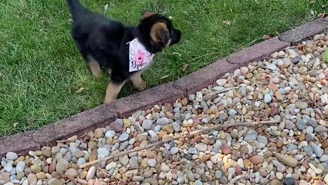 Bunny and Pupper Meet