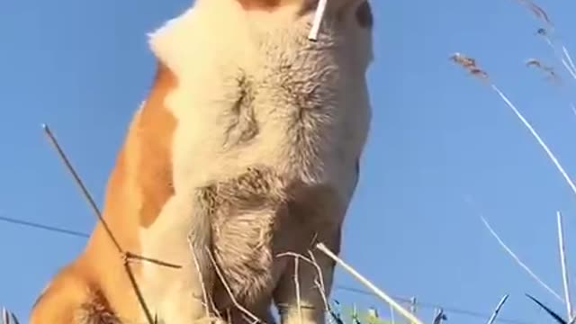 This is a corgi with a story