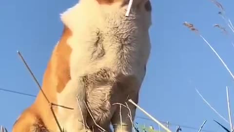 This is a corgi with a story
