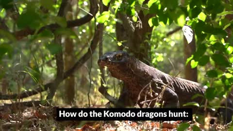 Sailed around KOMODO ISLAND - Dreams became reality