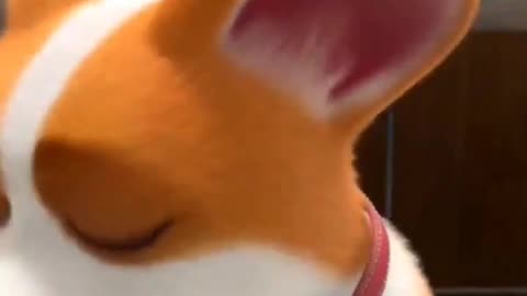 KITTY AND MOCO DOG