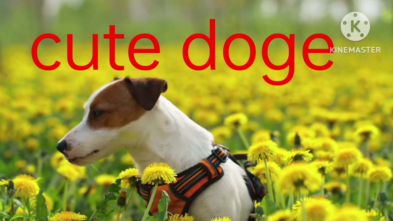 Cute dog