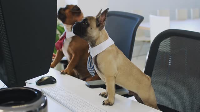 French Bulldog And Bulldog Puppy Dressed As Businessmen Sitting At Desk Looking At Computer