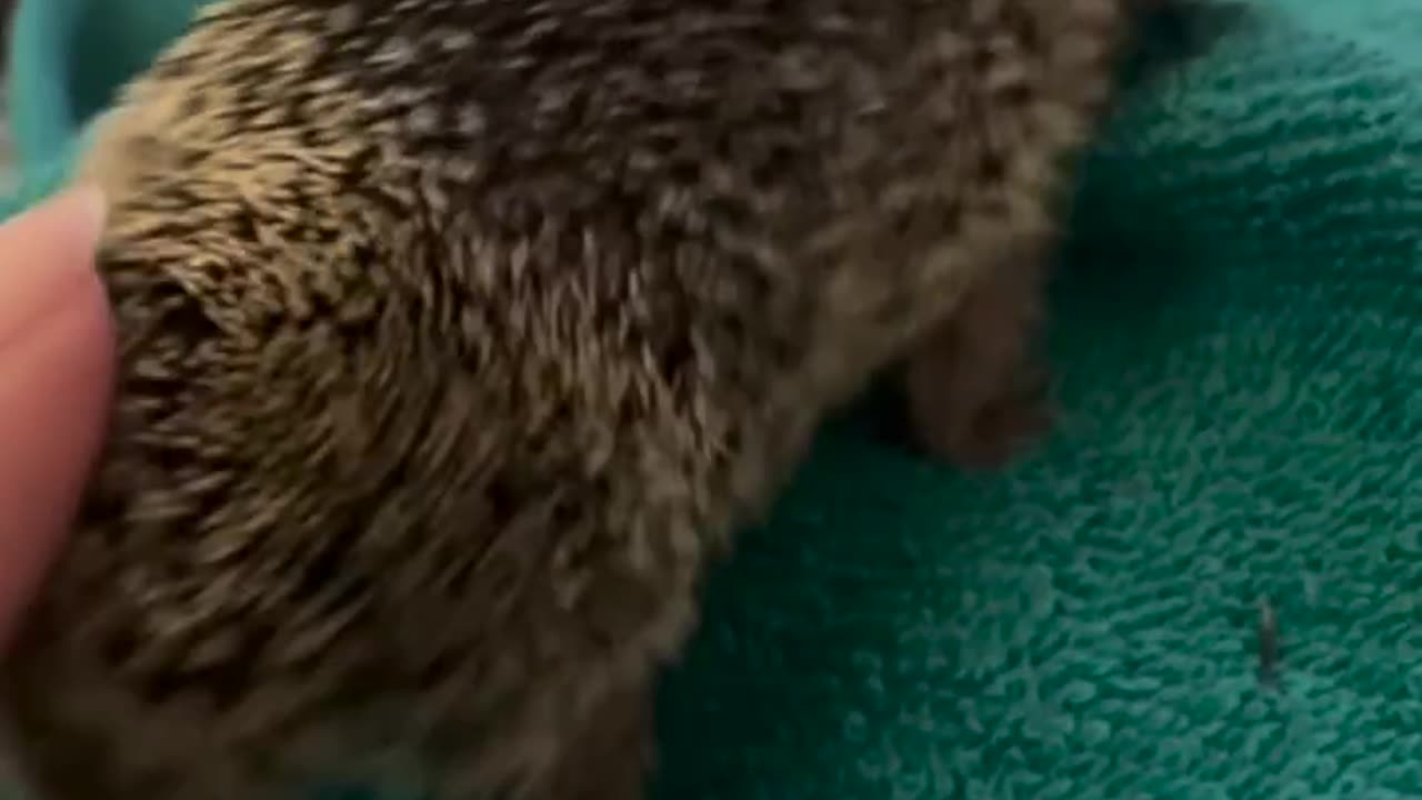 Funny Animal
