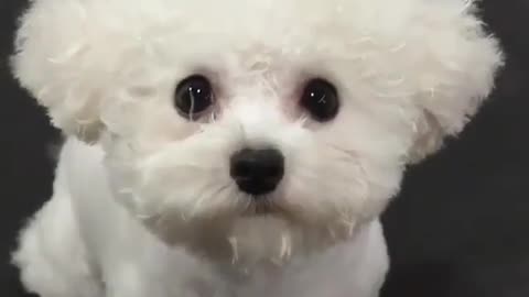 A curly haired puppy.