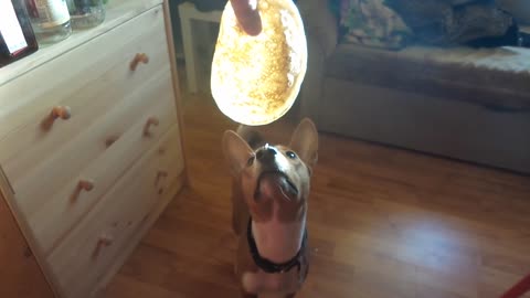 The dog stole a pancake