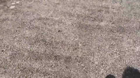 Husky Recognises His Friend’s House! He’s So Happy!