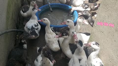 Ducklings waiting for their owners to bring food in