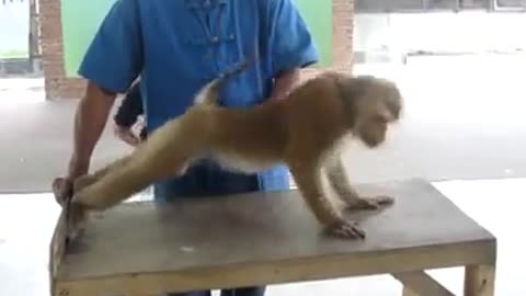 Monkey working out