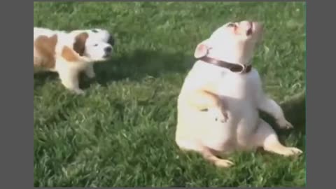 #Funny Cat & Dog Vines compilation 🐶