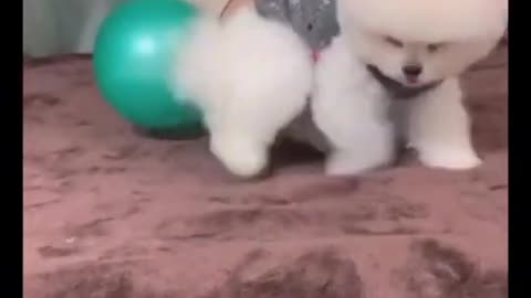 Baby dog Funny