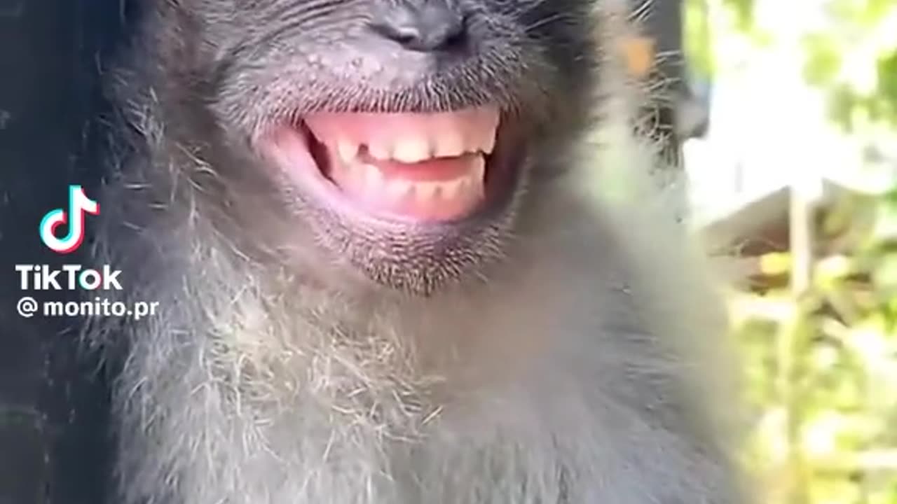 Funny smiling monkey 🐒