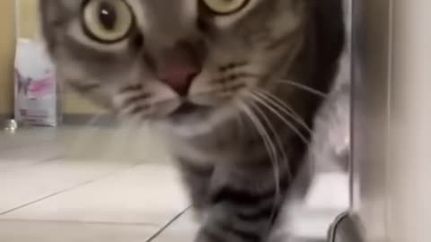 Cute cat reaction 😻😻😻😻😻