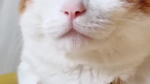 Funny cats video