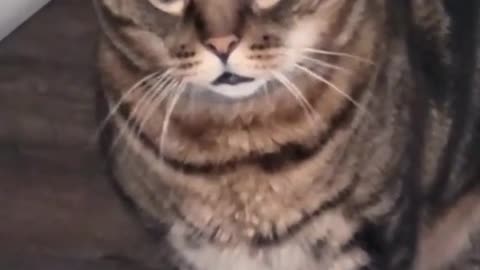 Kitty is shocked 😂