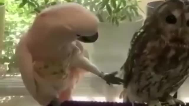 Best funny animal video of the year