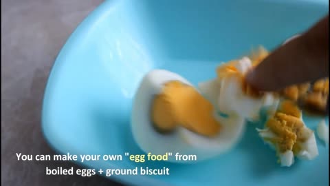 How to breed budgies 🐣 8 tips for successful breeding