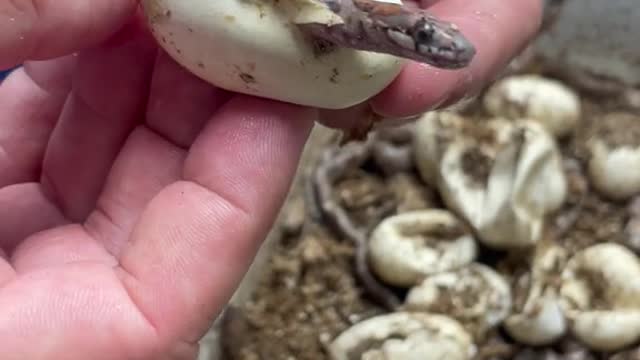 Welcoming this beautiful scaleless snake to the world 🐍 #snake #reptile