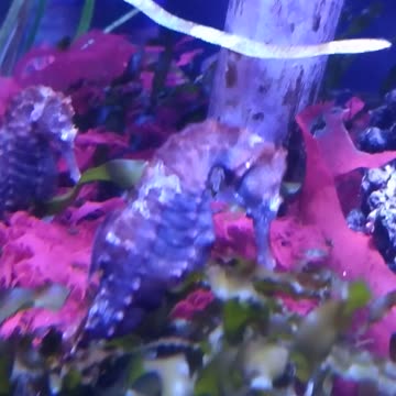 Abstracts first and second rules thermodynamics : GUERLISCH And TSCHEUCHNER study