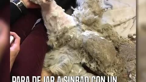 Tras años encerrado en un sótano, lo encuentran con 2 insoportables kilos de pelo enmarañado